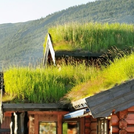 A Green Roof With Vegetation.